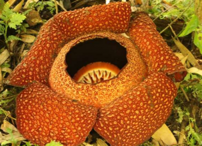 تصاویری از عجیب ترین گیاهان جهان