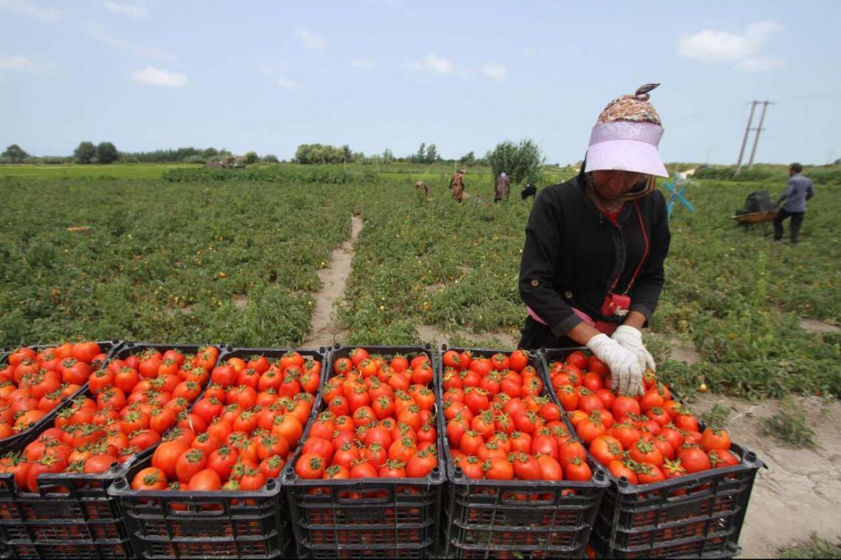 خبرنگاران پیش بینی افزایش برداشت گوجه فرنگی در فاروج